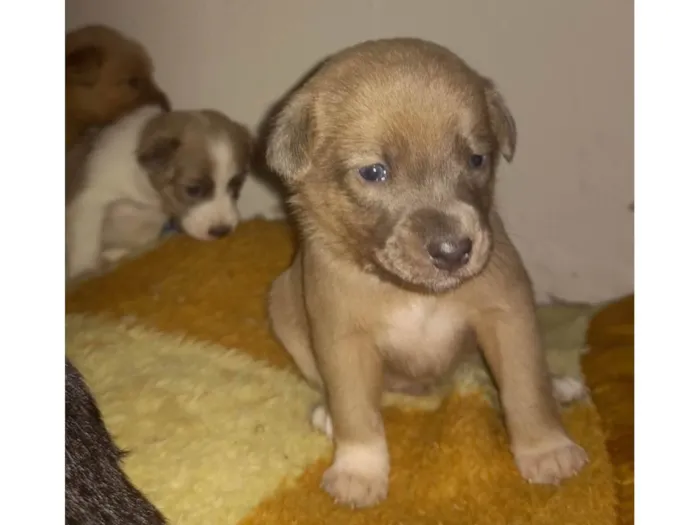 Cachorro ra a SRD-ViraLata idade Abaixo de 2 meses nome Sem nome é filho 