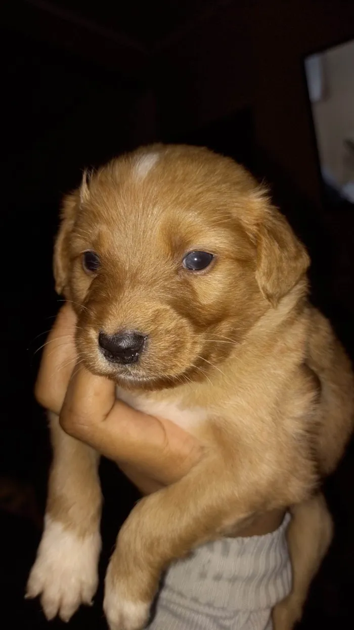 Cachorro ra a SRD-ViraLata idade Abaixo de 2 meses nome Sem nome é filhote