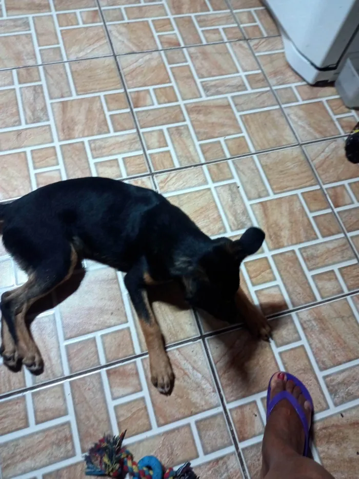 Cachorro ra a SRD-ViraLata idade 1 ano nome Logan 