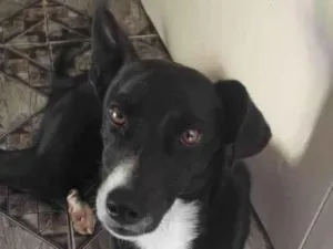 Cachorro raça Srd idade 7 a 11 meses nome Eros