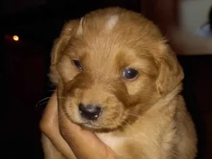 Cachorro raça Viralata idade Abaixo de 2 meses nome Ursinha e Simba 