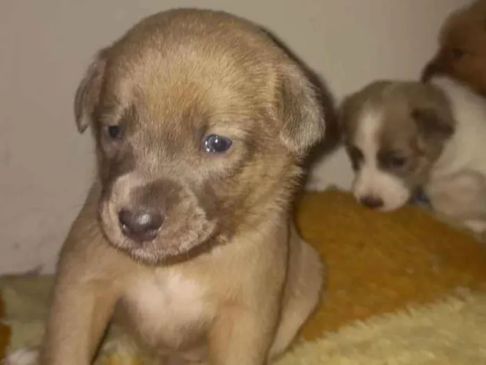 Cachorro ra a SRD-ViraLata idade Abaixo de 2 meses nome Sem nome é filho 