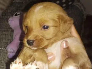 Cachorro raça SRD-ViraLata idade Abaixo de 2 meses nome Sem nome é filhote