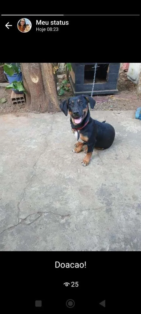 Cachorro raça SRD-ViraLata idade 3 anos nome Ludimila