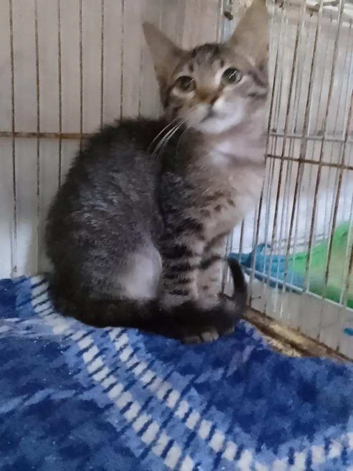 Gato ra a Srd idade Abaixo de 2 meses nome .....