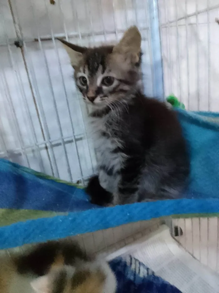 Gato ra a Srd idade Abaixo de 2 meses nome .....