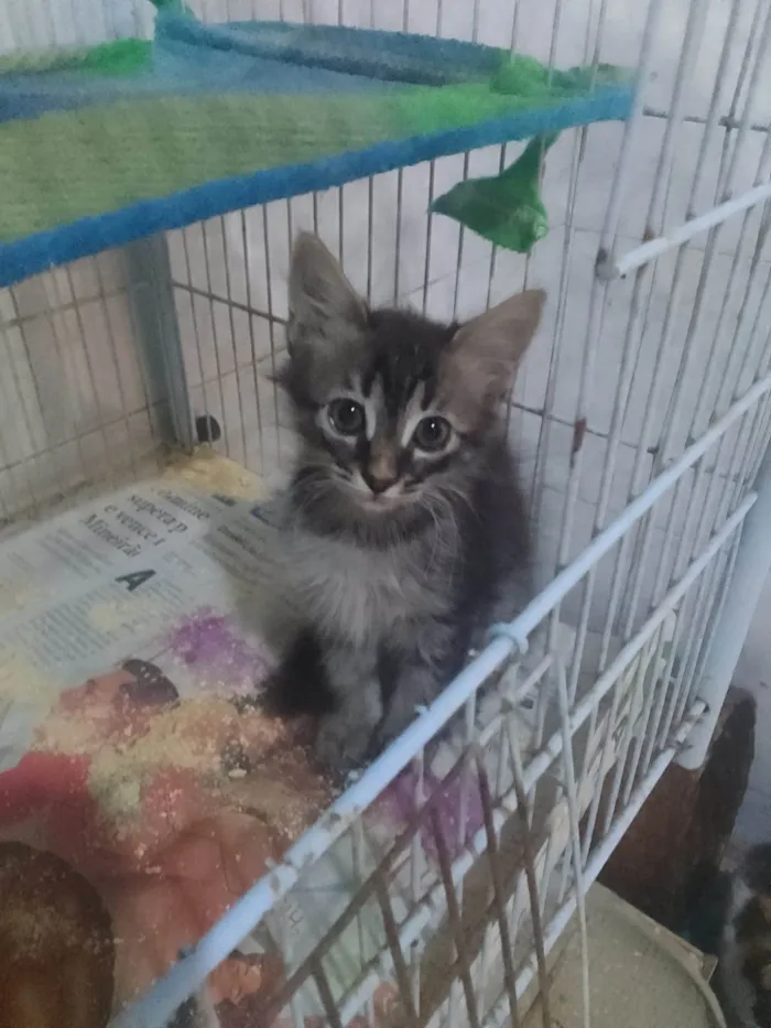Gato ra a Srd idade Abaixo de 2 meses nome .....