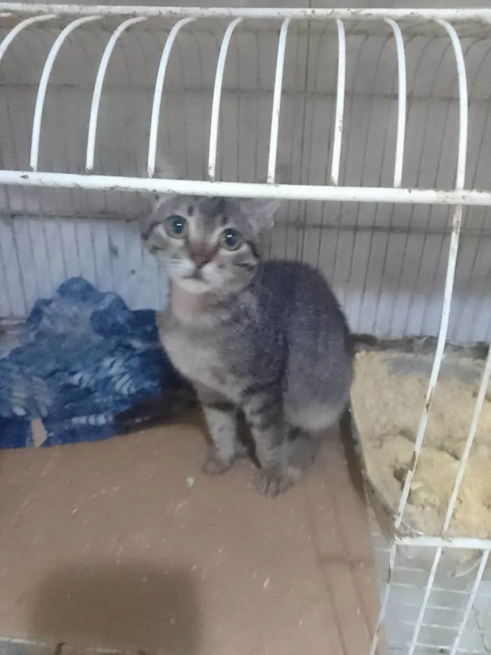 Gato ra a Srd idade Abaixo de 2 meses nome .....