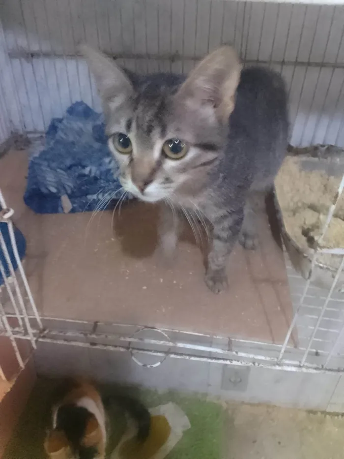 Gato ra a Srd idade Abaixo de 2 meses nome .....