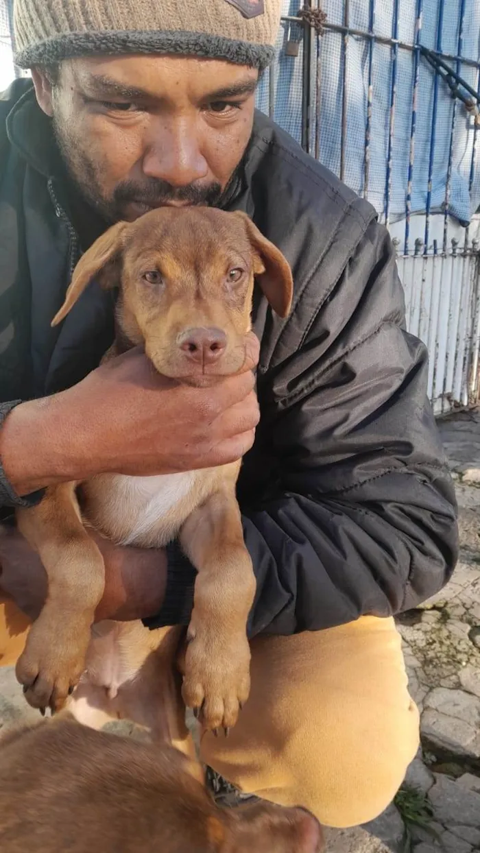 Cachorro ra a SRD-ViraLata idade 2 a 6 meses nome Caramelo 