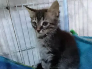 Gato raça Srd idade Abaixo de 2 meses nome .....