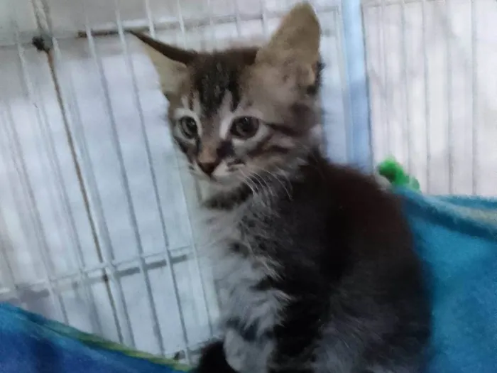 Gato ra a Srd idade Abaixo de 2 meses nome .....