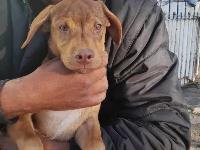 Cachorro ra a SRD-ViraLata idade 2 a 6 meses nome Caramelo 