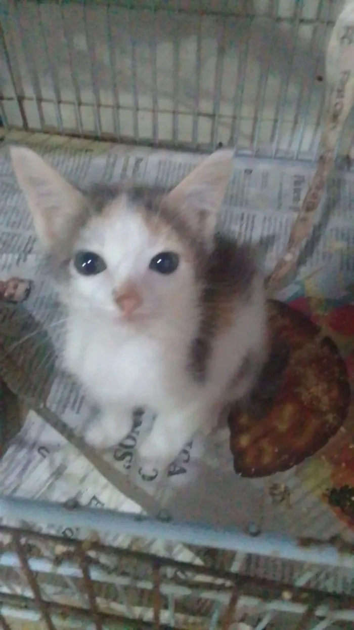 Gato ra a Srd idade Abaixo de 2 meses nome ........