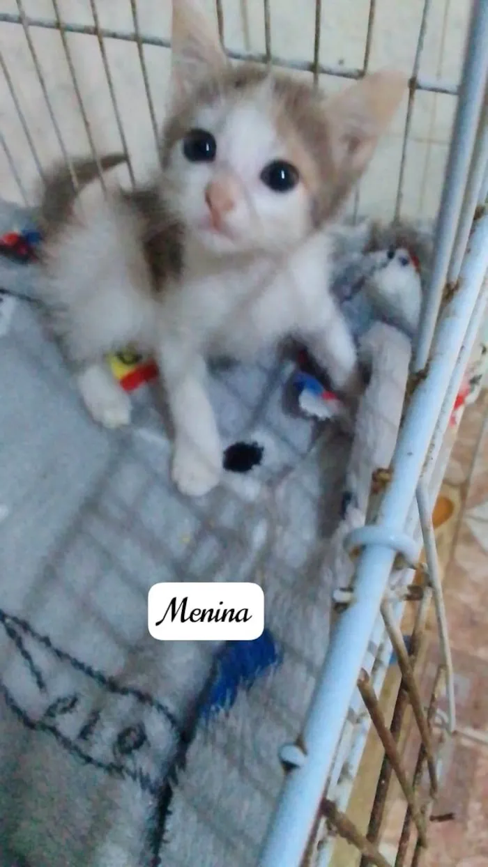 Gato ra a Srd idade Abaixo de 2 meses nome ........
