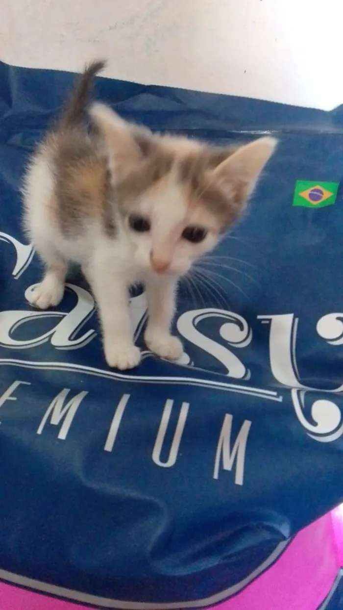 Gato ra a Srd idade Abaixo de 2 meses nome ........
