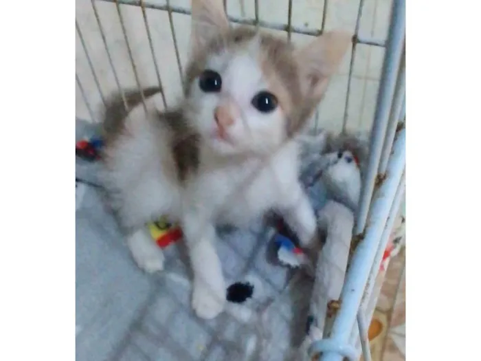 Gato ra a Srd idade Abaixo de 2 meses nome ........