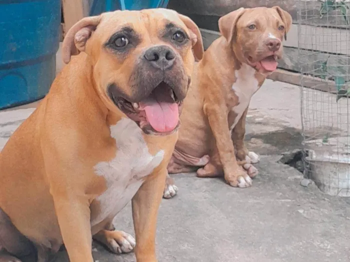 Cachorro ra a Pit-Bull idade 1 ano nome Mel