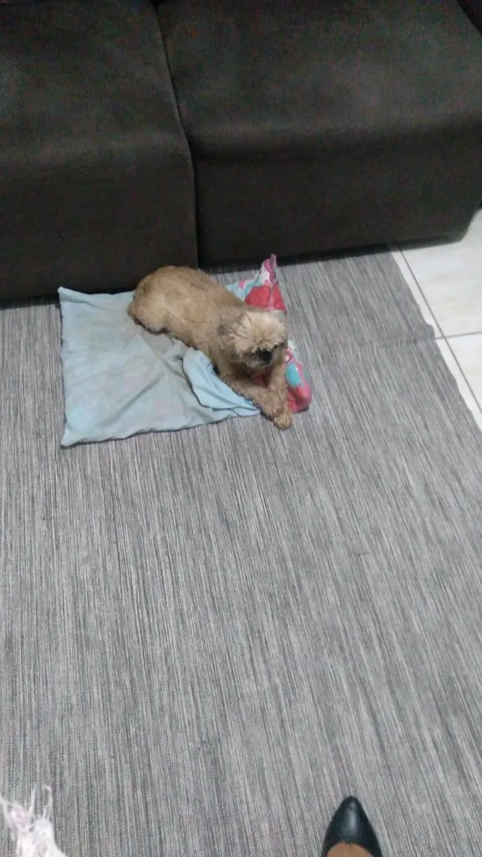 Cachorro ra a Shitzu idade 6 ou mais anos nome Lindinha 