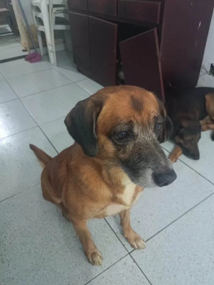 Cachorro ra a Mestiço idade 6 ou mais anos nome Pitoko