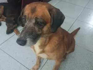 Cachorro raça Mestiço idade 6 ou mais anos nome Pitoko