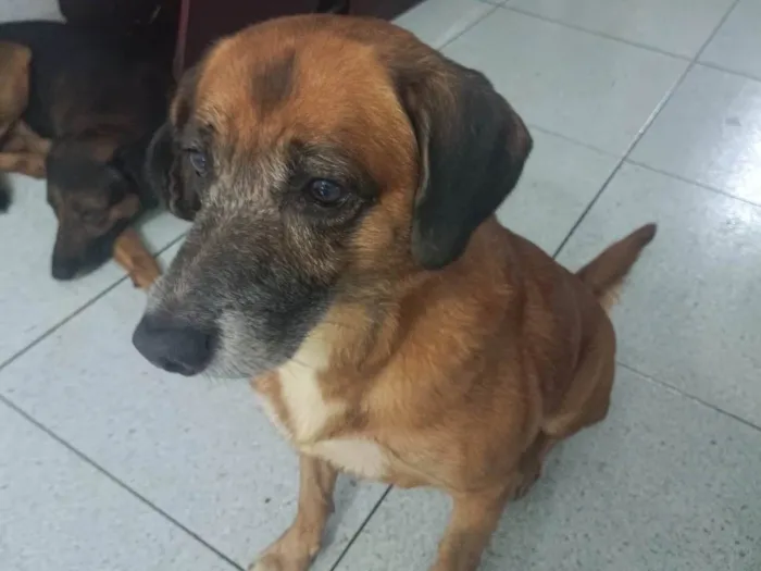 Cachorro ra a Mestiço idade 6 ou mais anos nome Pitoko