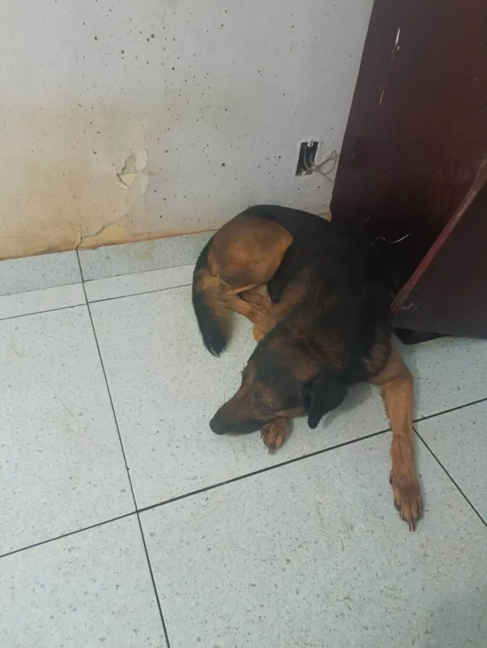 Cachorro ra a Mestiço idade 6 ou mais anos nome Veludo