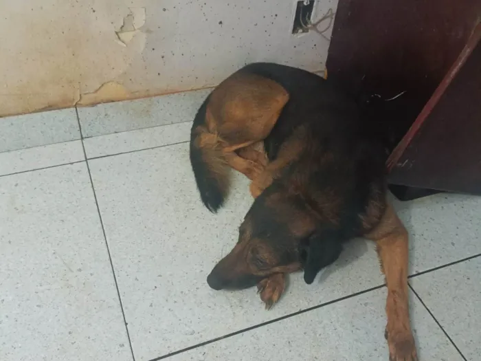 Cachorro ra a Mestiço idade 6 ou mais anos nome Veludo