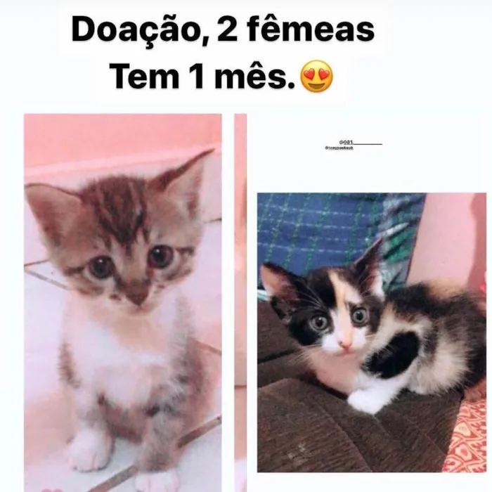 Gato ra a Comum idade Abaixo de 2 meses nome Sem nome