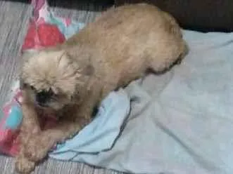Cachorro ra a Shitzu idade 6 ou mais anos nome Lindinha 
