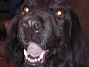 Cachorro raça SRD-ViraLata idade 3 anos nome Zulu 