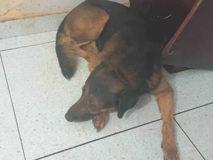 Cachorro ra a Mestiço idade 6 ou mais anos nome Veludo