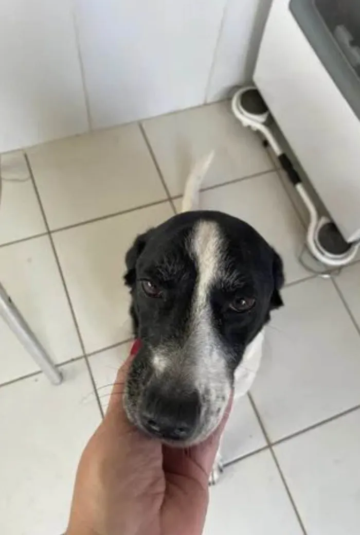 Cachorro ra a SRD-ViraLata idade 5 anos nome Maya