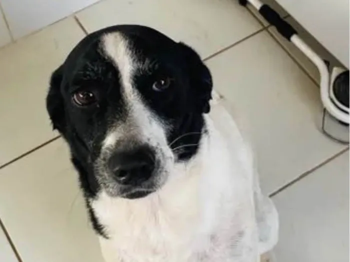 Cachorro ra a SRD-ViraLata idade 5 anos nome Maya