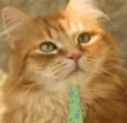 Simba 
