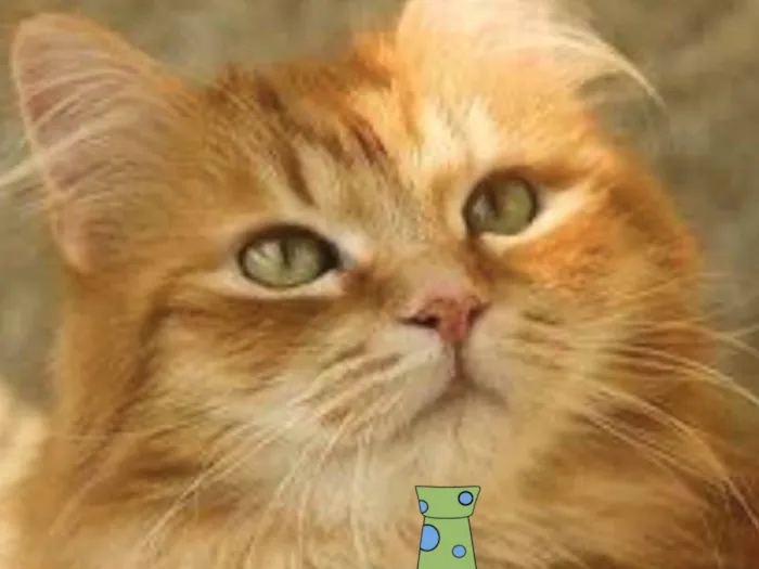 Gato ra a Mestico  idade 7 a 11 meses nome Simba 