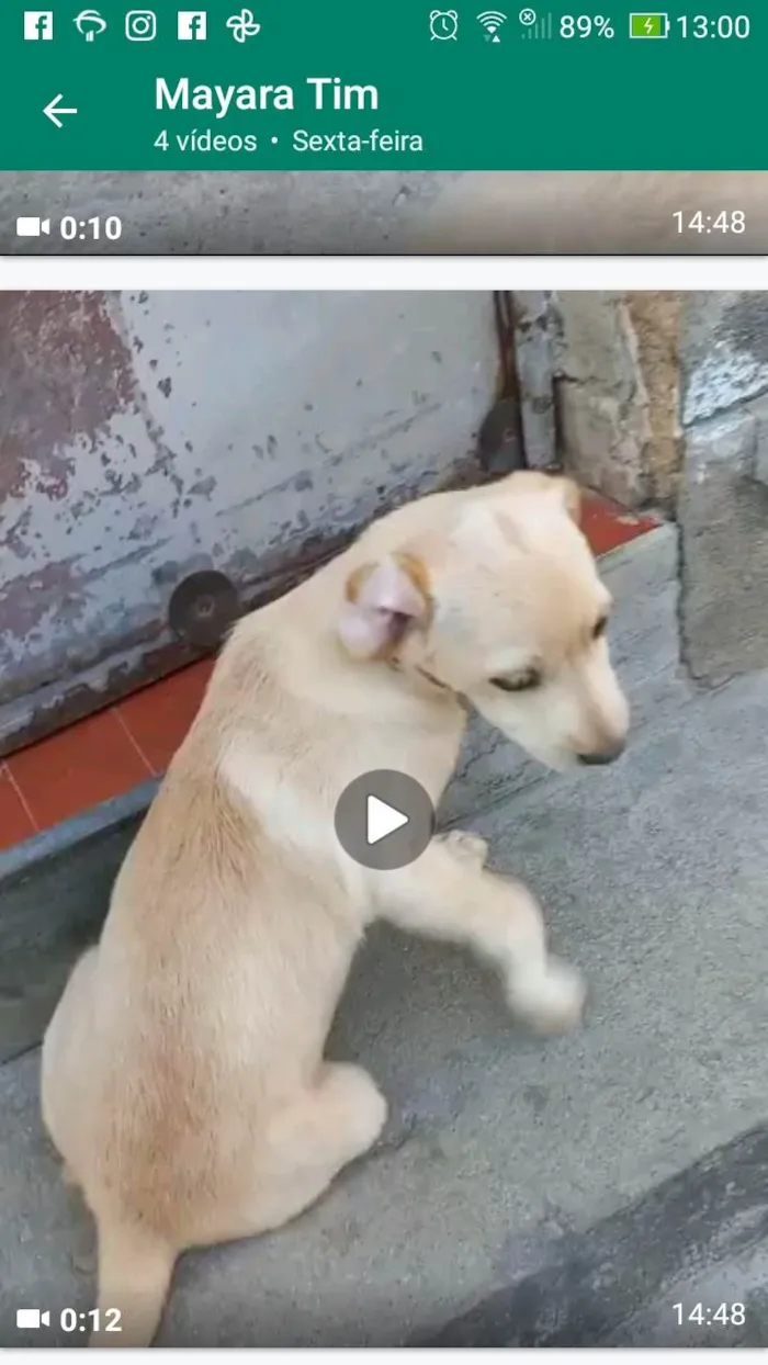 Cachorro ra a Lhasa Apso com labrador idade 2 a 6 meses nome Olafinho