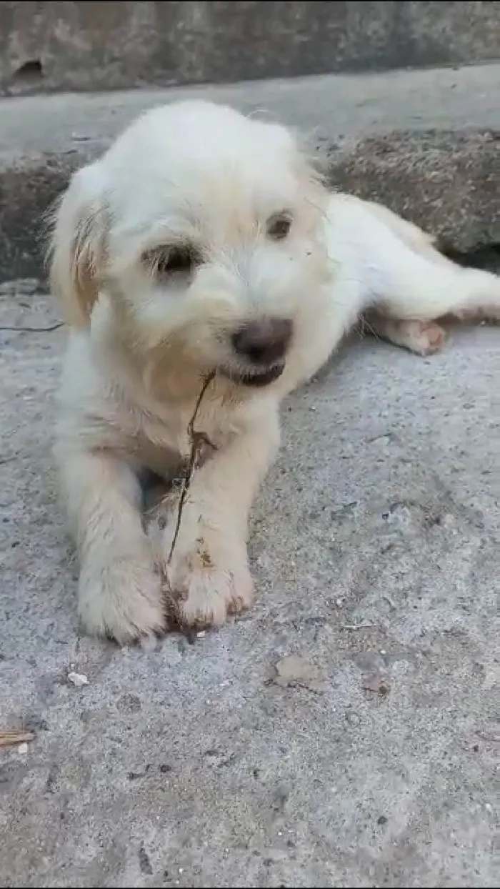 Cachorro ra a Lhasa Apso com labrador idade 2 a 6 meses nome Floquinho