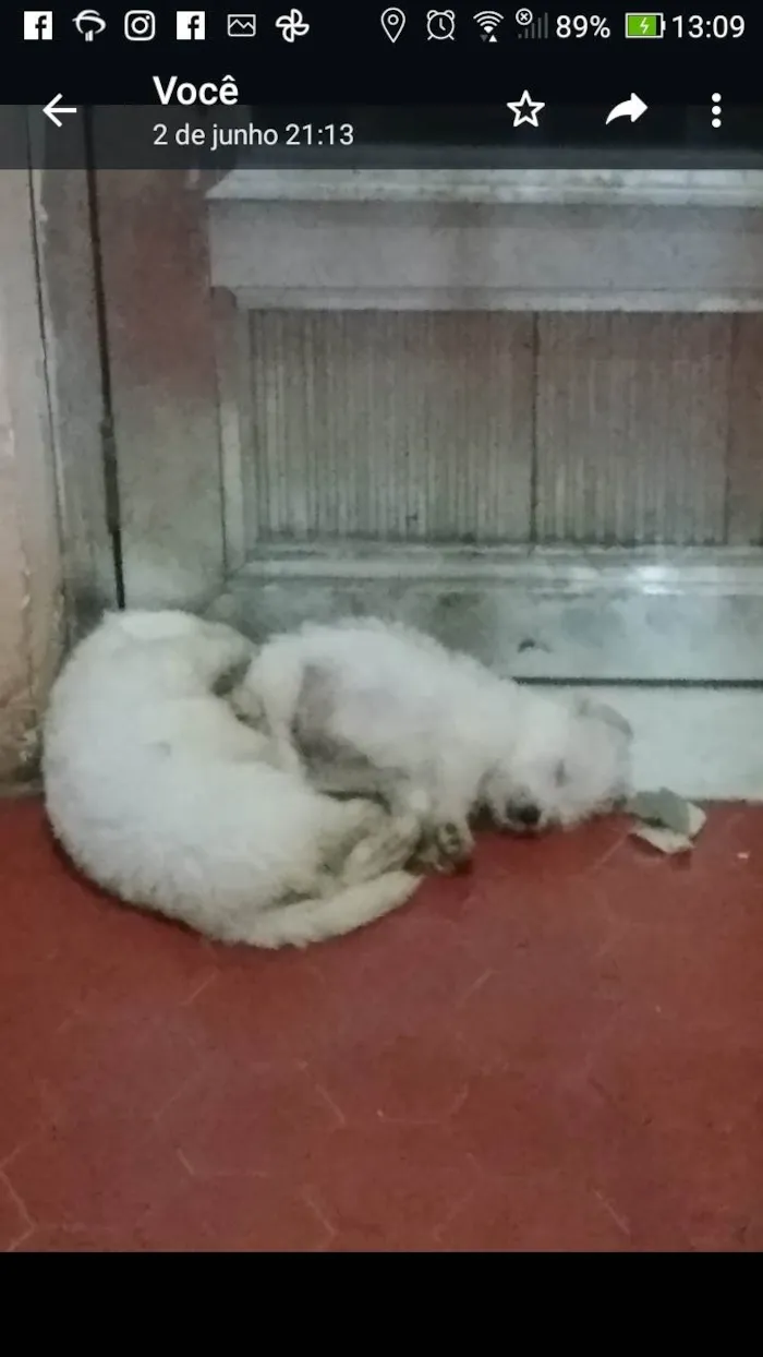 Cachorro ra a Lhasa Apso com labrador idade 2 a 6 meses nome Floquinho