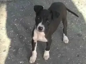 Cachorro raça SRD-ViraLata idade 2 a 6 meses nome Mell