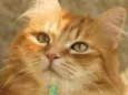 Simba 
