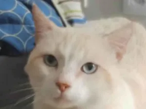 Gato raça Mestico  idade 7 a 11 meses nome Milk 