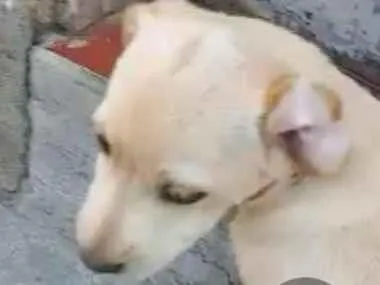 Cachorro ra a Lhasa Apso com labrador idade 2 a 6 meses nome Olafinho