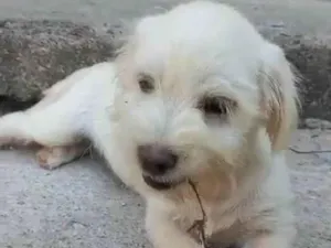 Cachorro raça Lhasa Apso com labrador idade 2 a 6 meses nome Floquinho