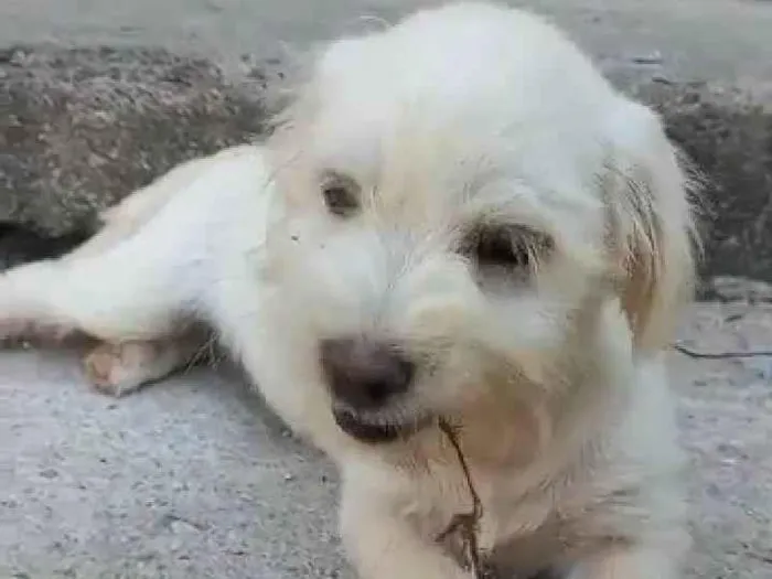 Cachorro ra a Lhasa Apso com labrador idade 2 a 6 meses nome Floquinho