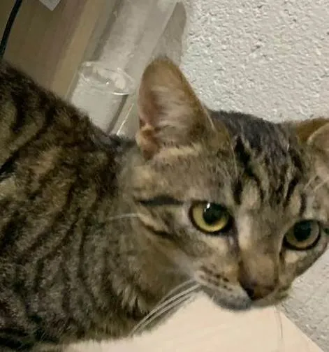 Gato ra a SRD-ViraLata idade 2 a 6 meses nome DENGOSO