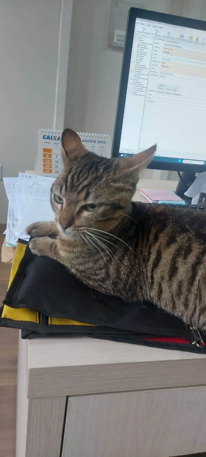 Gato ra a SRD-ViraLata idade 2 a 6 meses nome DENGOSO