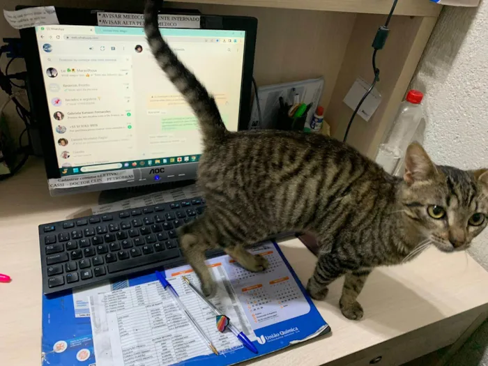 Gato ra a SRD-ViraLata idade 2 a 6 meses nome DENGOSO
