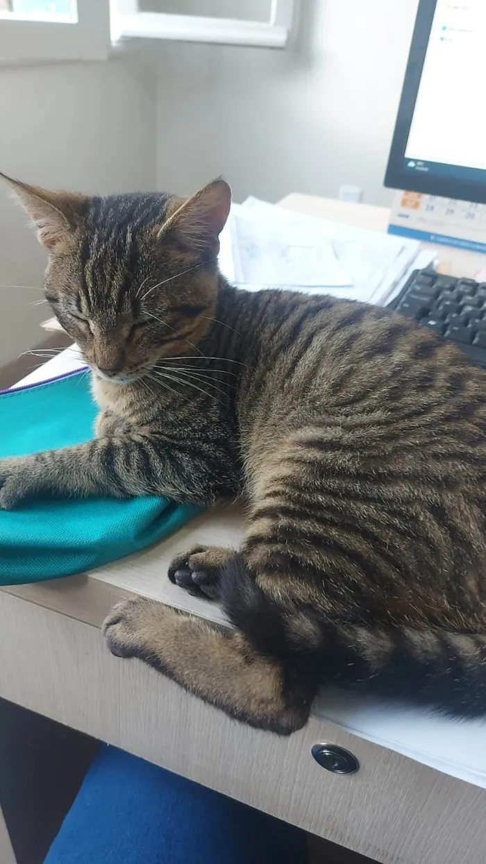 Gato ra a SRD-ViraLata idade 2 a 6 meses nome DENGOSO