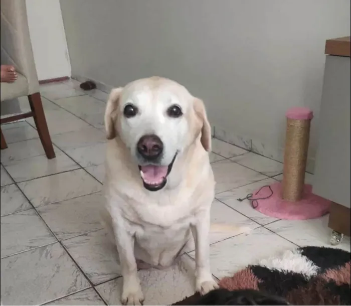 Cachorro ra a Labrador idade 6 ou mais anos nome Mell